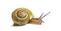 Grove snail or brown-lipped snail, Cepaea nemoralis Royalty Free Stock Photo