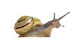 Grove snail or brown-lipped snail, Cepaea nemoralis Royalty Free Stock Photo