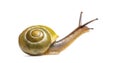 Grove snail or brown-lipped snail, Cepaea nemoralis Royalty Free Stock Photo