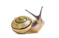 Grove snail or brown-lipped snail, Cepaea nemoralis