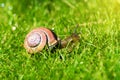 Grove snail or brown-lipped snail, Cepaea nemoralis, sliding through fresh green grass. Royalty Free Stock Photo