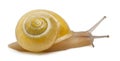 Grove snail or brown-lipped snail without dark