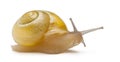 Grove snail or brown-lipped snail without dark Royalty Free Stock Photo