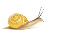 Grove snail or brown-lipped snail without dark bandings, Cepaea Royalty Free Stock Photo