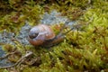 Grove snail, close-up
