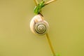 Grove snail on a grass