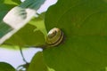 Grove snail hiding inside her shell on an apple tree leaf Royalty Free Stock Photo