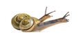 Grove snails or brown-lipped snails, Cepaea nemoralis