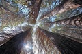 A grove of statuesque sequoia Royalty Free Stock Photo