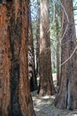 A grove of statuesque sequoia Royalty Free Stock Photo