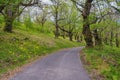 Grove of sweet chestnut trees  Castanea sativa  in spring. Country road.  Montenegro Royalty Free Stock Photo