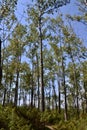 Grove of Trembling Aspen (Populus tremuloides) trees along hiking trail at Presqu\'ile Royalty Free Stock Photo