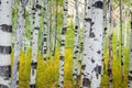 A grove of trees in the autumn with mottled white bark, horizontal.