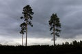 Grove of trees in silhouette against overcast sky