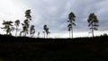 Grove of trees in silhouette against overcast sky