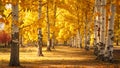 A grove of trees with yellow leaves stands tall and vibrant in the autumn season, A whimsical procession of quaking aspen trees in