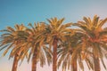 Grove of tropic palm trees against gradient sky Royalty Free Stock Photo