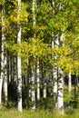 Grove of White Aspen Trees with Autumn yellow leaves Royalty Free Stock Photo