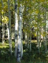 Grove of white aspen trees