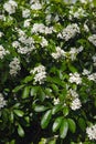 Grove of white flowers of a Mexican orange tree Royalty Free Stock Photo