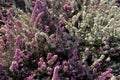 Grove of white and pink common heather calluna vulgaris - Ericaceae