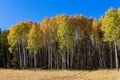 A grove of yellow aspens in the fall in a forest near Flagstaff, Arizona