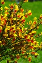 Grove of yellow and red broom flowers Royalty Free Stock Photo