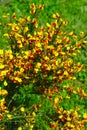 Grove of yellow and red broom flowers Royalty Free Stock Photo