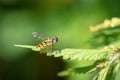 A grove hover fly closeup at summer in saarland Royalty Free Stock Photo