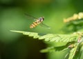 A grove hover fly closeup at summer in saarland Royalty Free Stock Photo