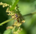 A grove hover fly closeup at summer in saarland Royalty Free Stock Photo