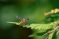 A grove hover fly closeup at summer in saarland Royalty Free Stock Photo