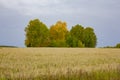 Groves and autumn fields