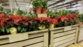 Food Lion grocery store Poinsettias display side view