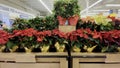 Food Lion grocery store Poinsettias display front view