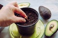 Grow avocado from seed in home from grocery store bought avocado vegetable.