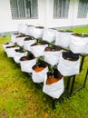 Grow Bags with vegetable saplings in a vertical stand outside.