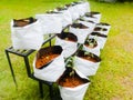 Grow bags with vegetable saplings in a vertical stand outside.