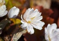 Grow in a botanical garden, sanguinaria canadensis