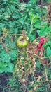 Grow a bush with a big green tomato Royalty Free Stock Photo