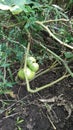 Grow a bush with a big green tomato Royalty Free Stock Photo