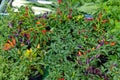 Grow Chili Plants