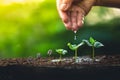 Grow coffee beans Plant coffee tree Hand care and watering the trees Evening light in nature Royalty Free Stock Photo