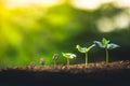 Grow coffee beans Plant coffee tree Hand care and watering the trees Evening light in nature Royalty Free Stock Photo