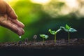 Grow coffee beans Plant coffee tree Hand care and watering the trees Evening light in nature Royalty Free Stock Photo