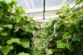 Grow cucumbers in a greenhouse.