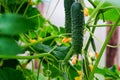 Grow cucumbers small even with flowers close-up