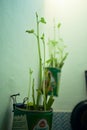 Grow green plant in can, kitchen, pandemic, survive