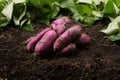 Harvest sweet potato and put on sile with green leaf background.