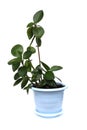 Ficus in a pot stands on a white background.